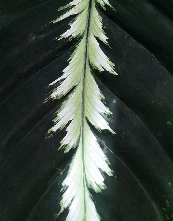 0535-whitegreen_leaf.jpg - Like a Feather