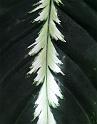 0535-whitegreen_leaf